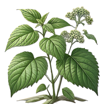 Příze z ramie - kopřivy čínské