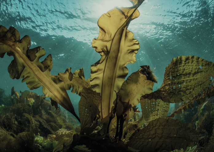 seacell - mořská tráva